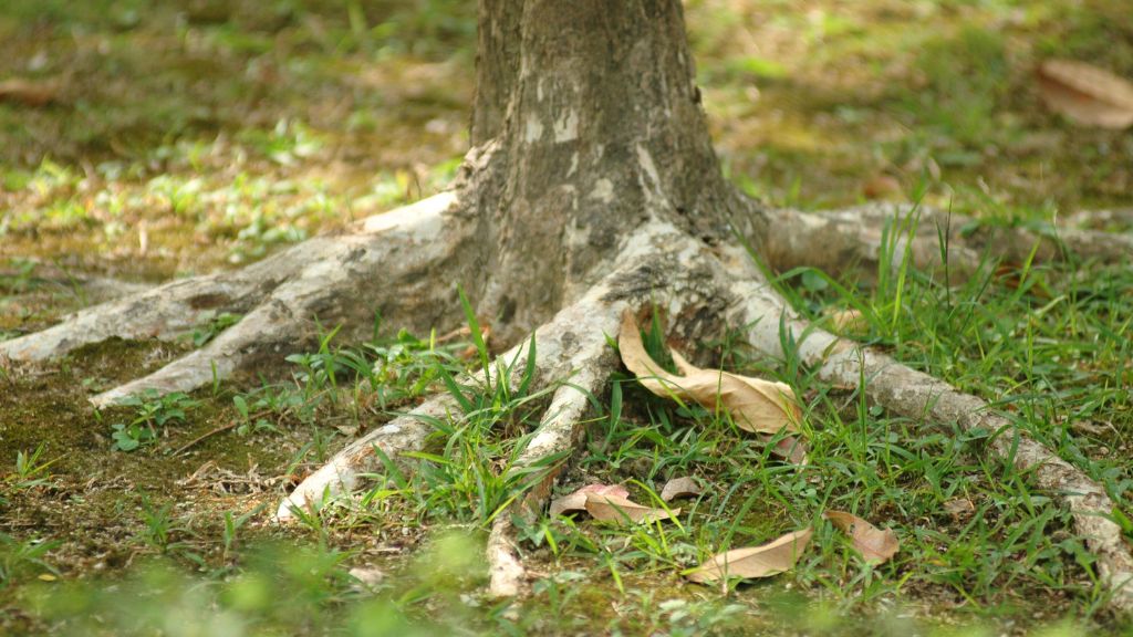 Tree roots